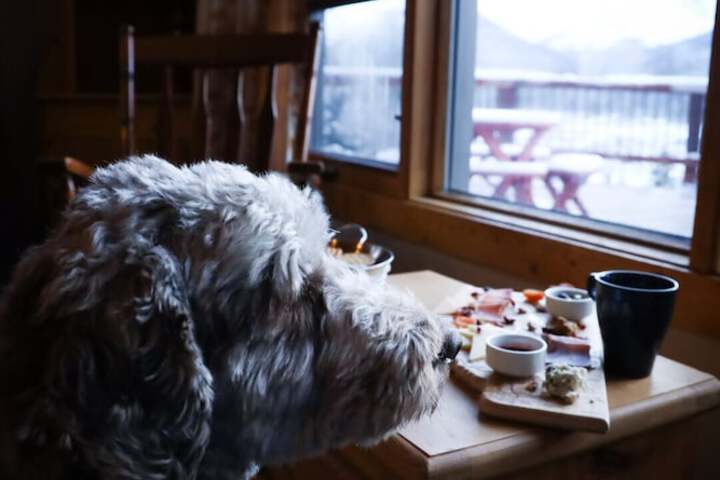 Pet Friendly 122 of 188