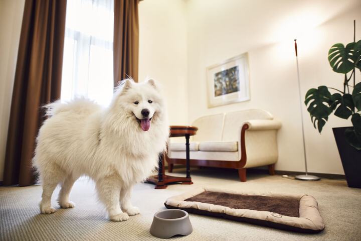 Pet Friendly 30 of 65