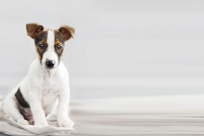 Pet-friendly