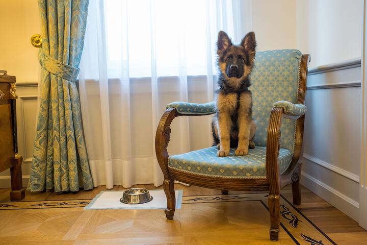 Pet Friendly 66 of 90