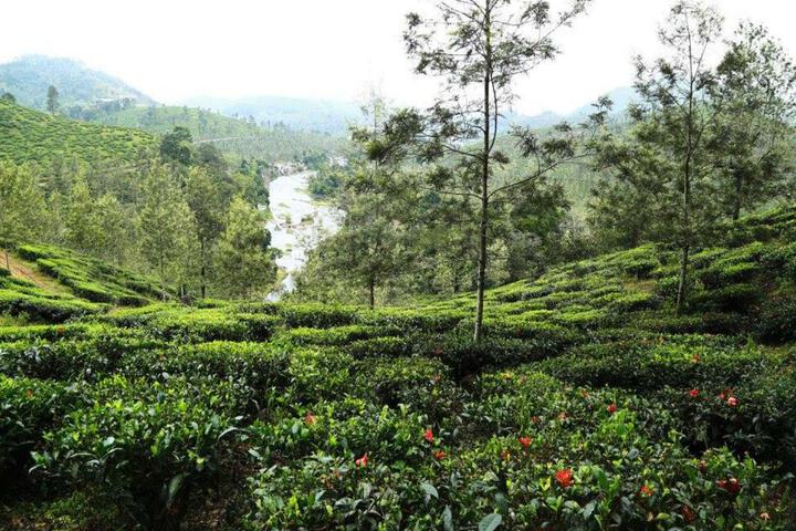 Morleys Place Vandiperiyar