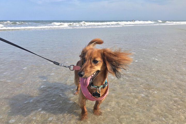 Pet-friendly