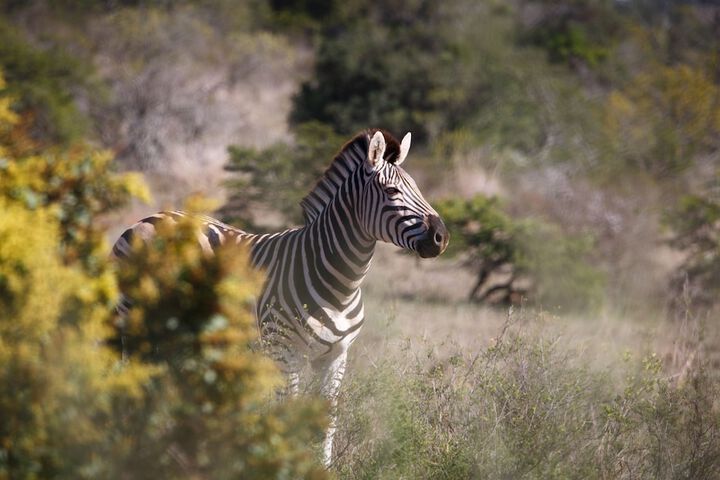 Game viewing