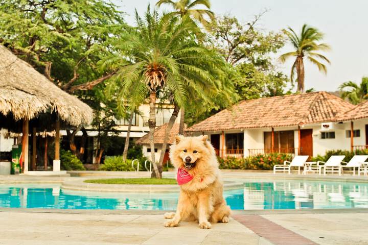 Pet-friendly