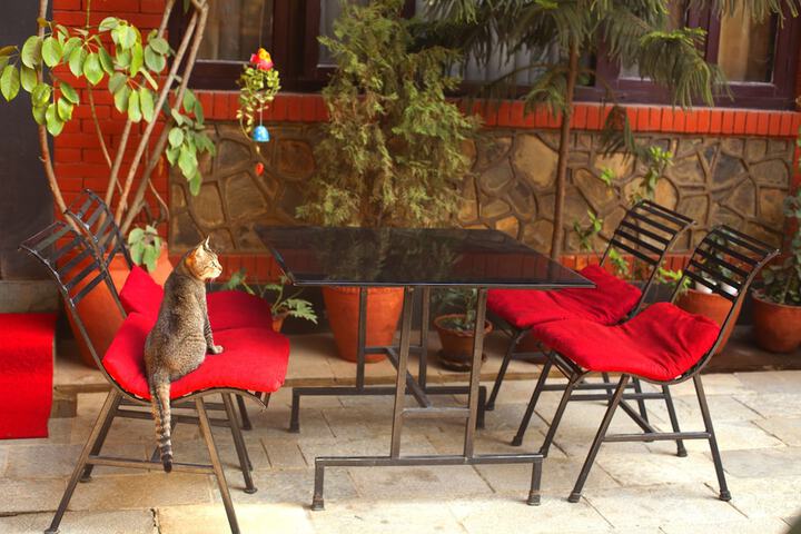 Pet Friendly 52 of 61