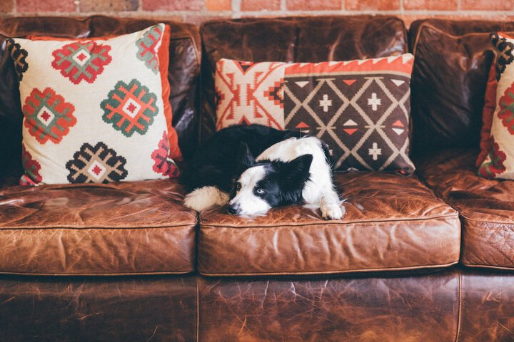 Pet Friendly 39 of 48