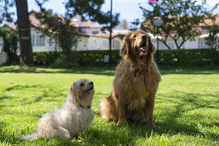 Pet Friendly 33 of 69