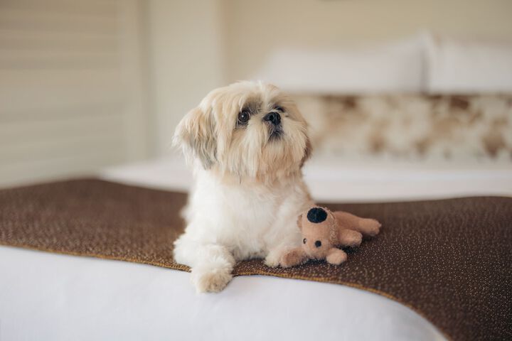 Pet Friendly 49 of 63