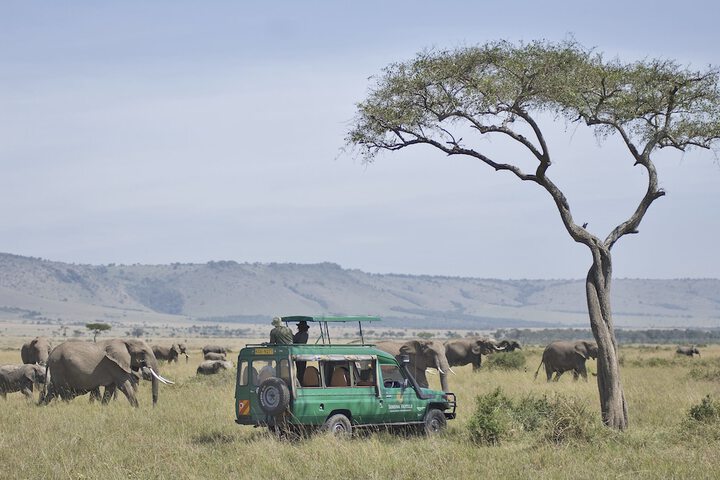 Safari