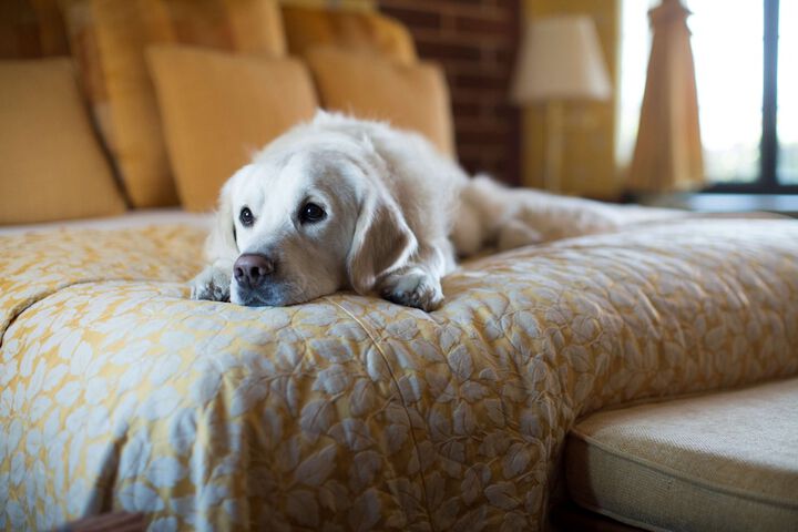 Pet-friendly