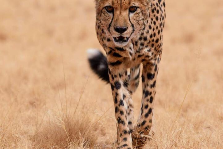 Game viewing