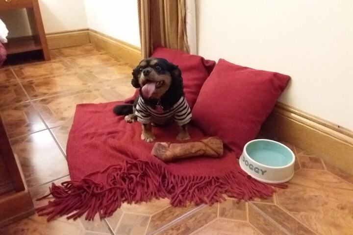 Pet Friendly 25 of 50