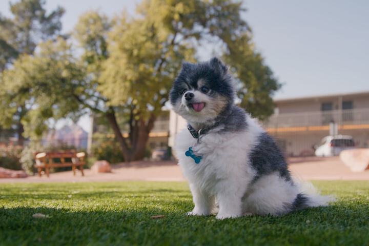 Pet-friendly
