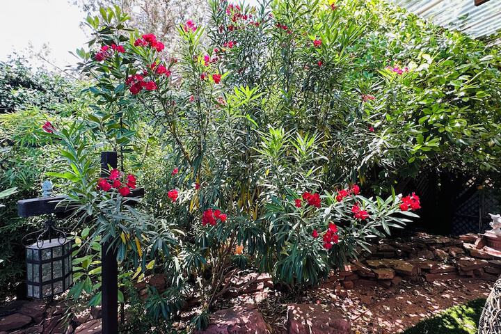 Garden view