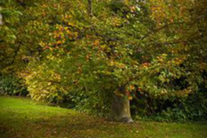 Property Grounds 115 of 118