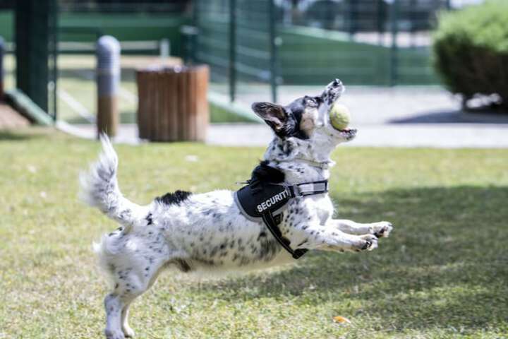 Pet Friendly 50 of 82