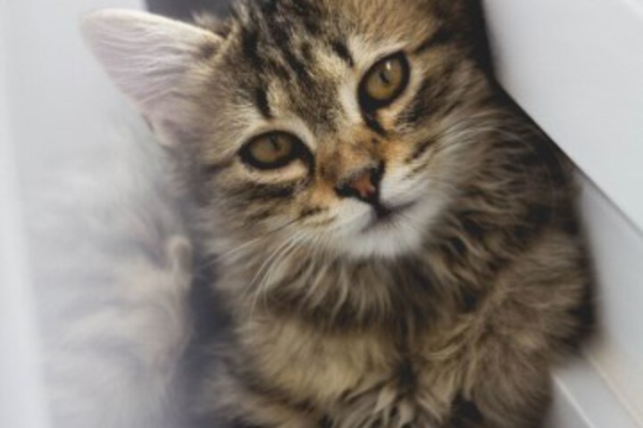 Pet Friendly 58 of 71