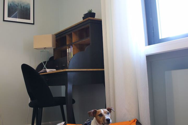 Pet Friendly 41 of 61