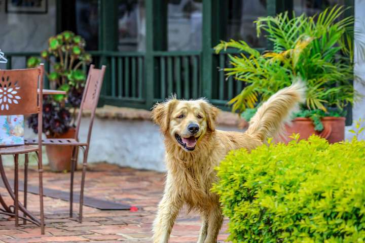 Pet Friendly 26 of 52