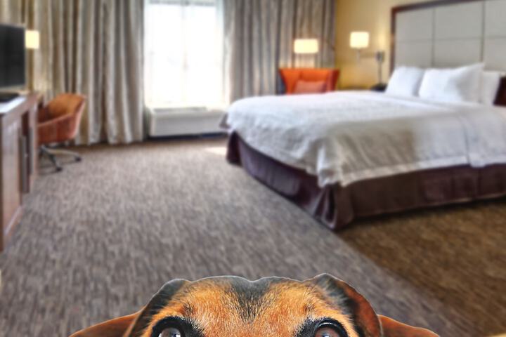 Pet-friendly