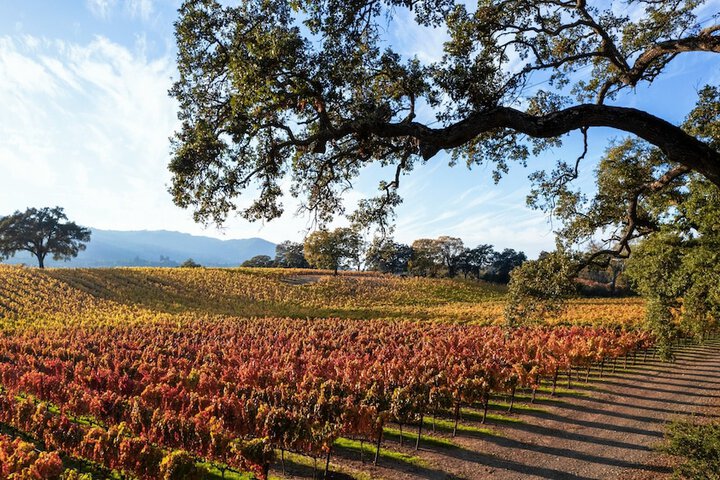 Vineyard