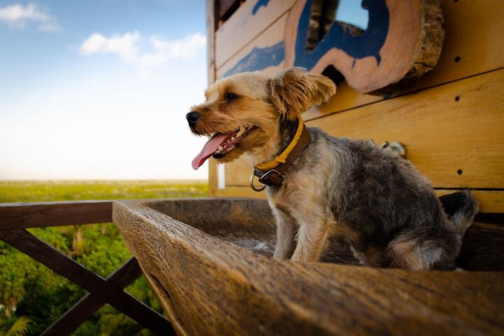 Pet Friendly 100 of 166