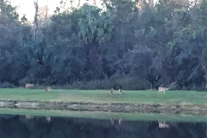 Property Grounds 36 of 41