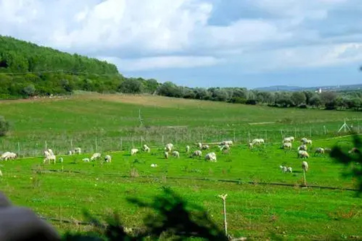 Image of Agriturismo Arena Del Sol