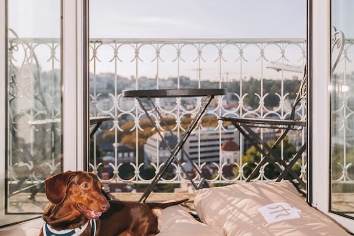 Pet Friendly 196 of 267