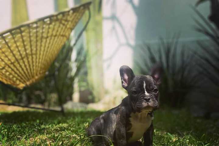 Pet Friendly 17 of 25
