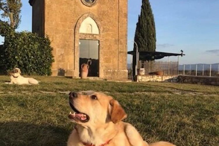 Pet Friendly 134 of 184
