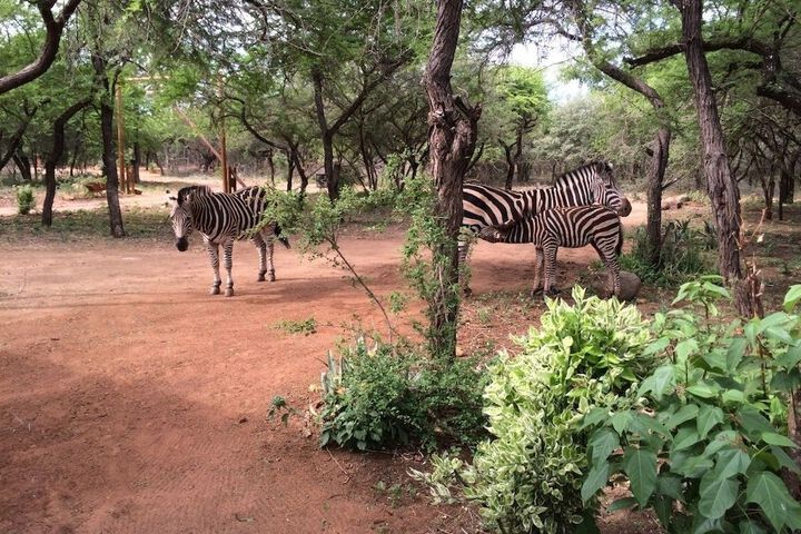 Safari