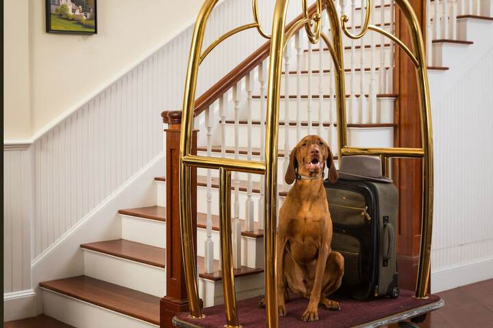 Pet-friendly