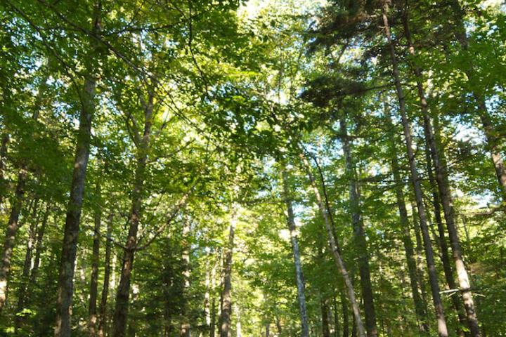 Hiking