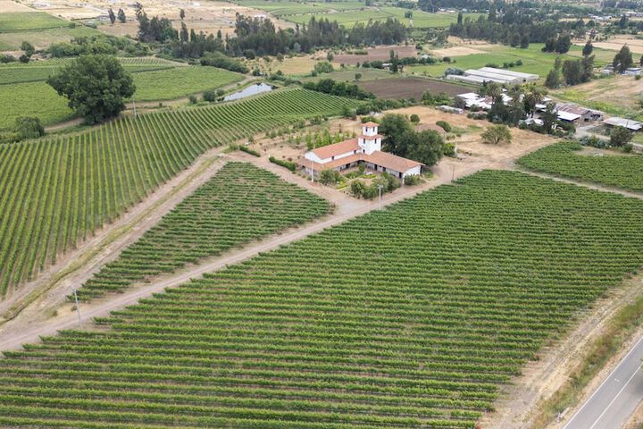 Vineyard