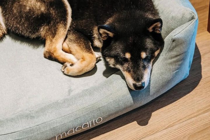 Pet Friendly 49 of 57