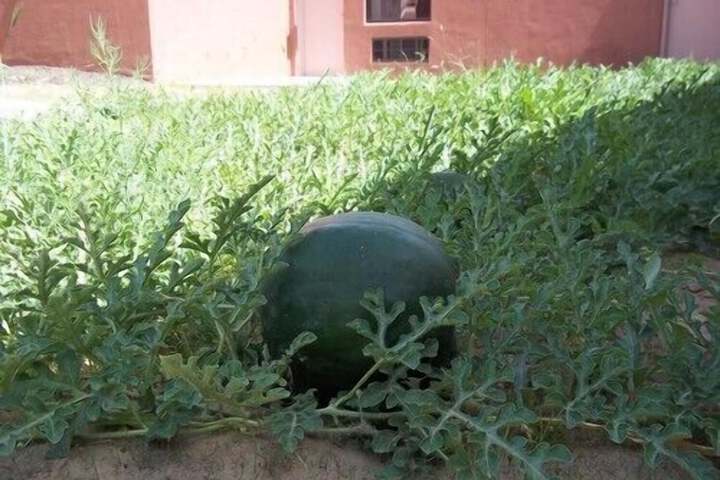 Property Grounds 36 of 46