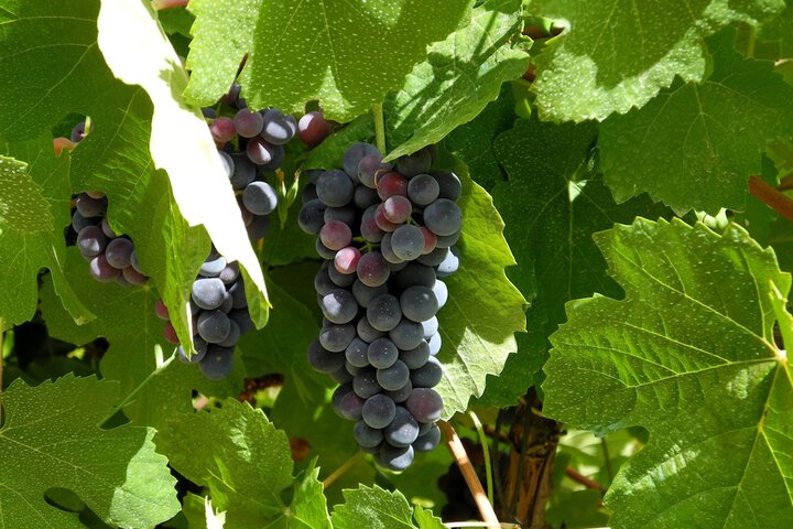 Vineyard