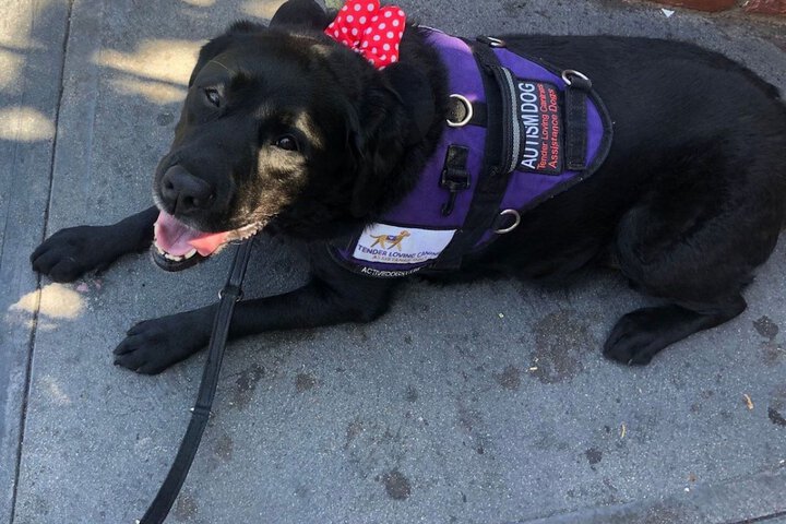 Pet-friendly
