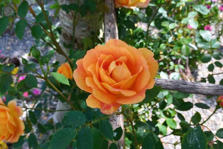 Photo 25