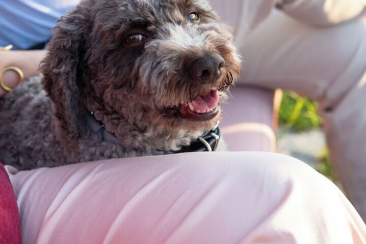 Pet Friendly 62 of 115
