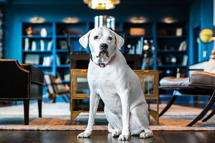 Pet Friendly 91 of 148