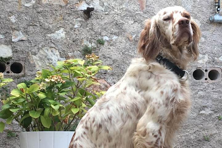 Pet Friendly 87 of 206