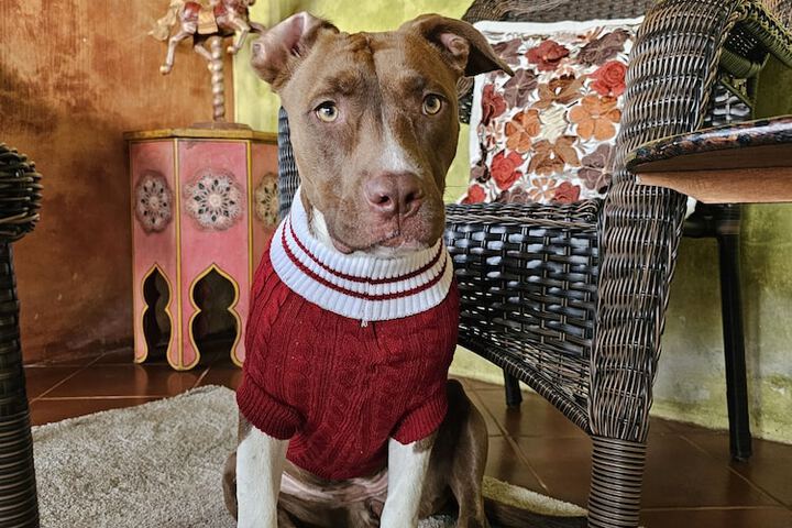 Pet Friendly 54 of 88