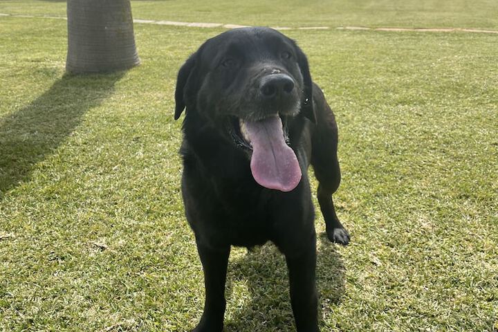 Pet Friendly 200 of 247
