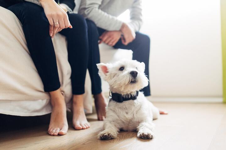 Pet Friendly 70 of 109