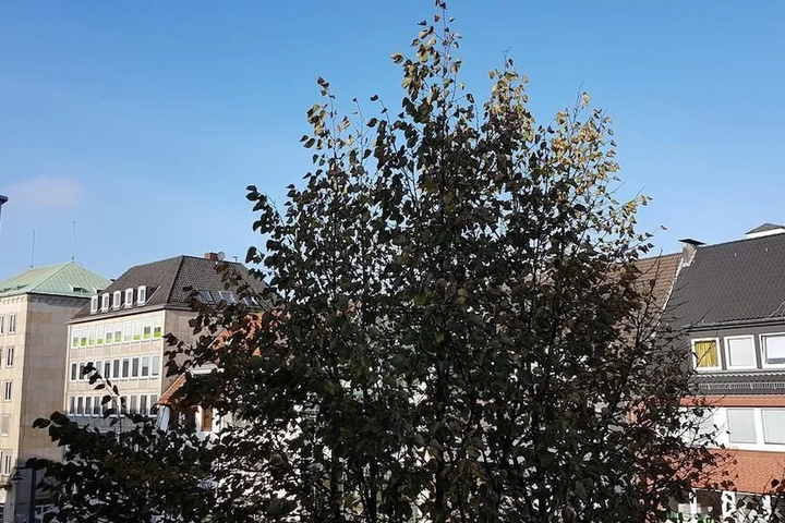 Image of Ferienwohnung Domshof