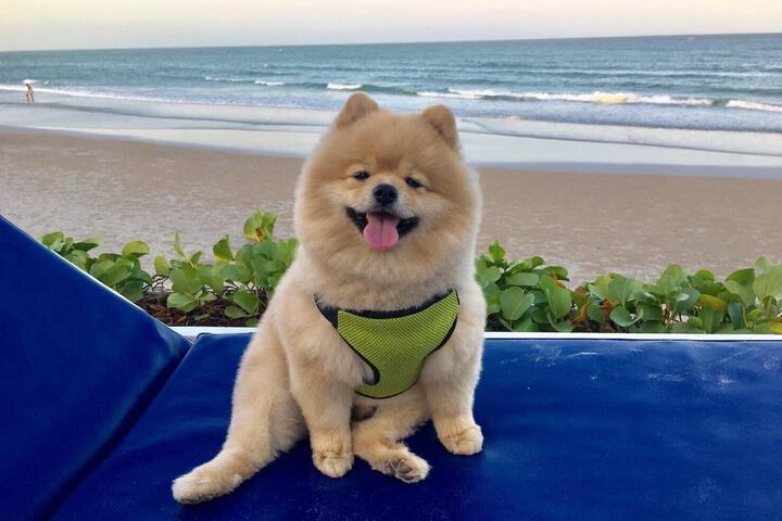 Pet Friendly 56 of 71