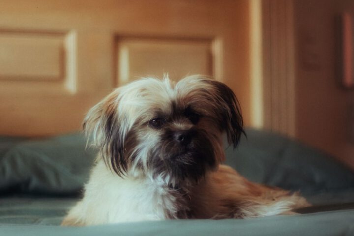 Pet Friendly 99 of 122