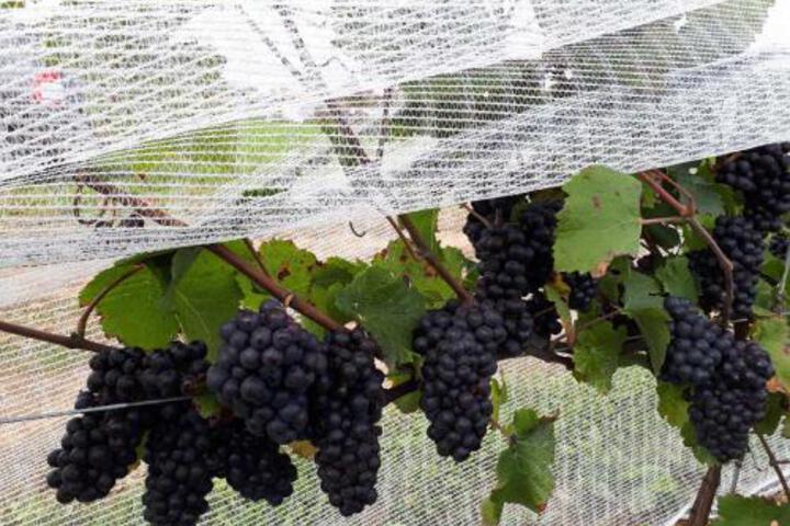 Raven Hill Vineyard